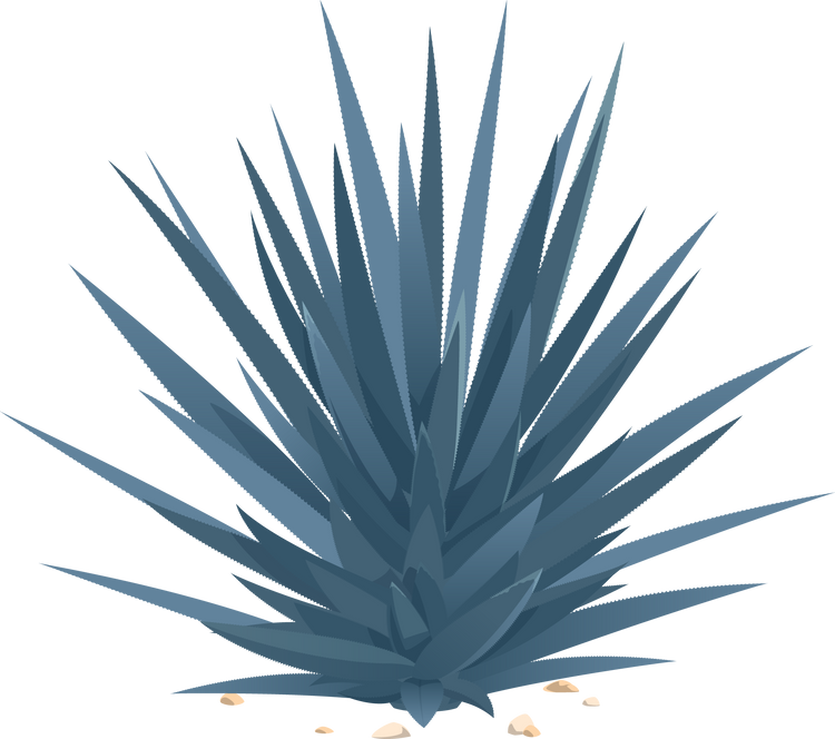 Agave americana sentry growing plant isolated icon